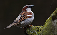 01 House Sparrow (male, Passer domesticus)